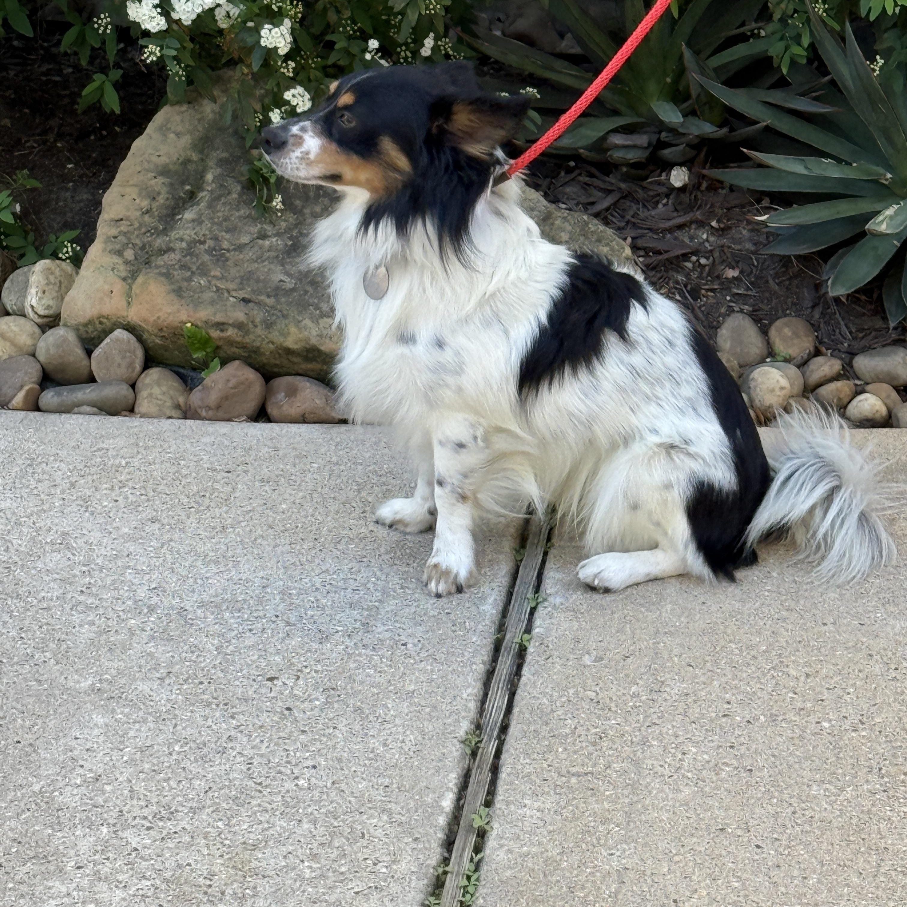 Enlarge Pinto, an adoptable mixed breed in Houston, TX image 3/4