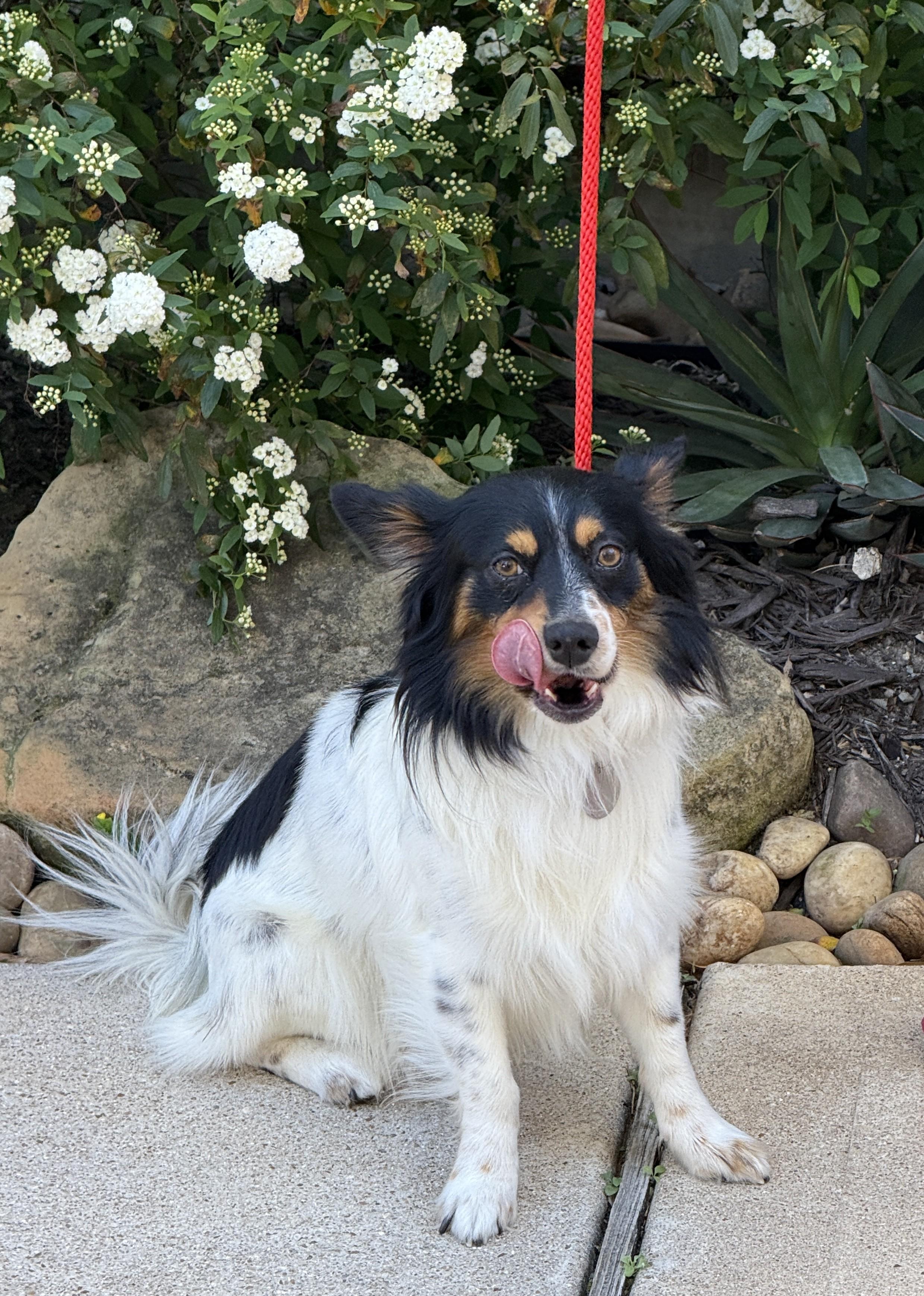 Enlarge Pinto, an adoptable mixed breed in Houston, TX image 4/4