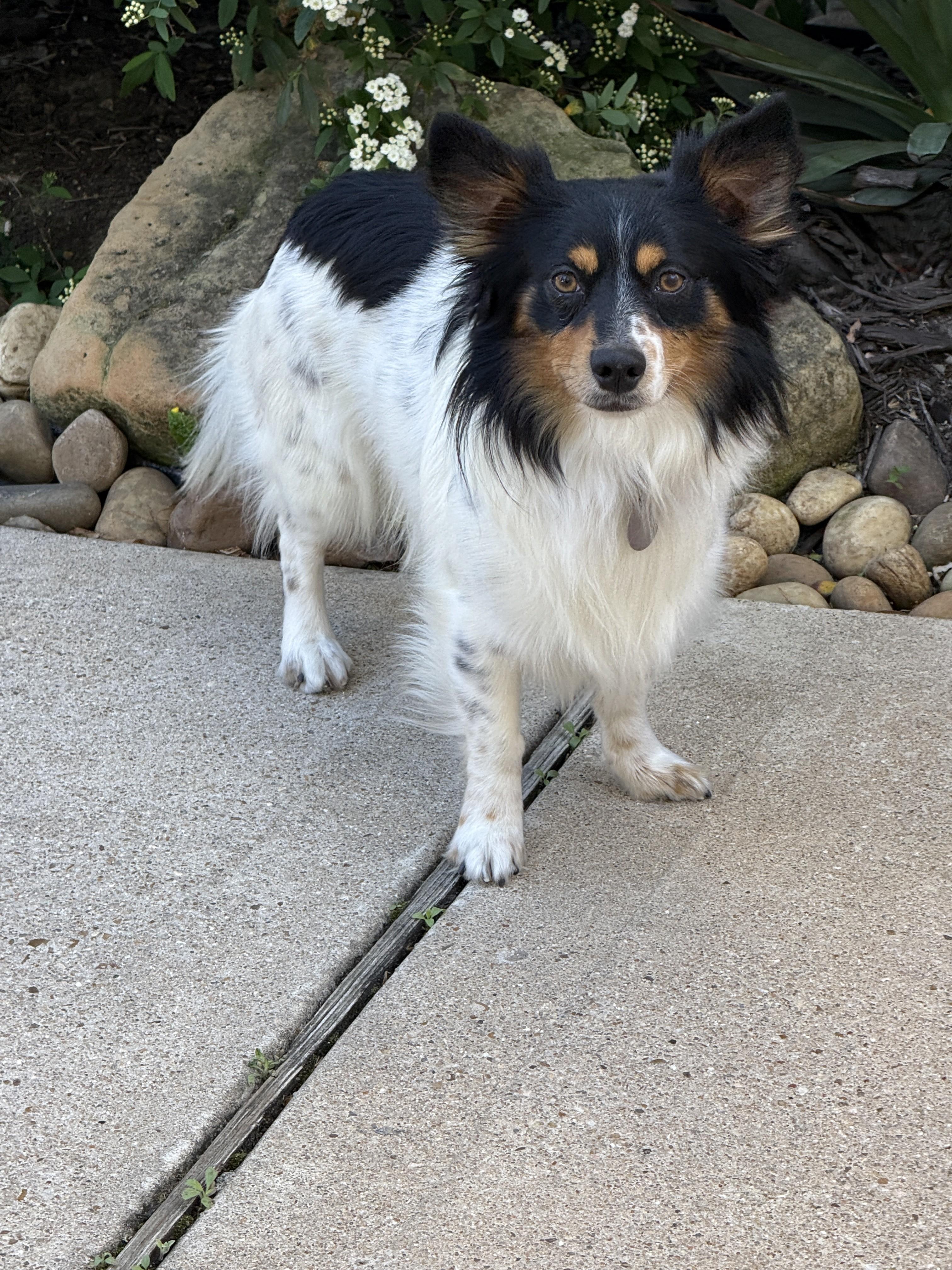 Enlarge Pinto, an adoptable mixed breed in Houston, TX image 4/5