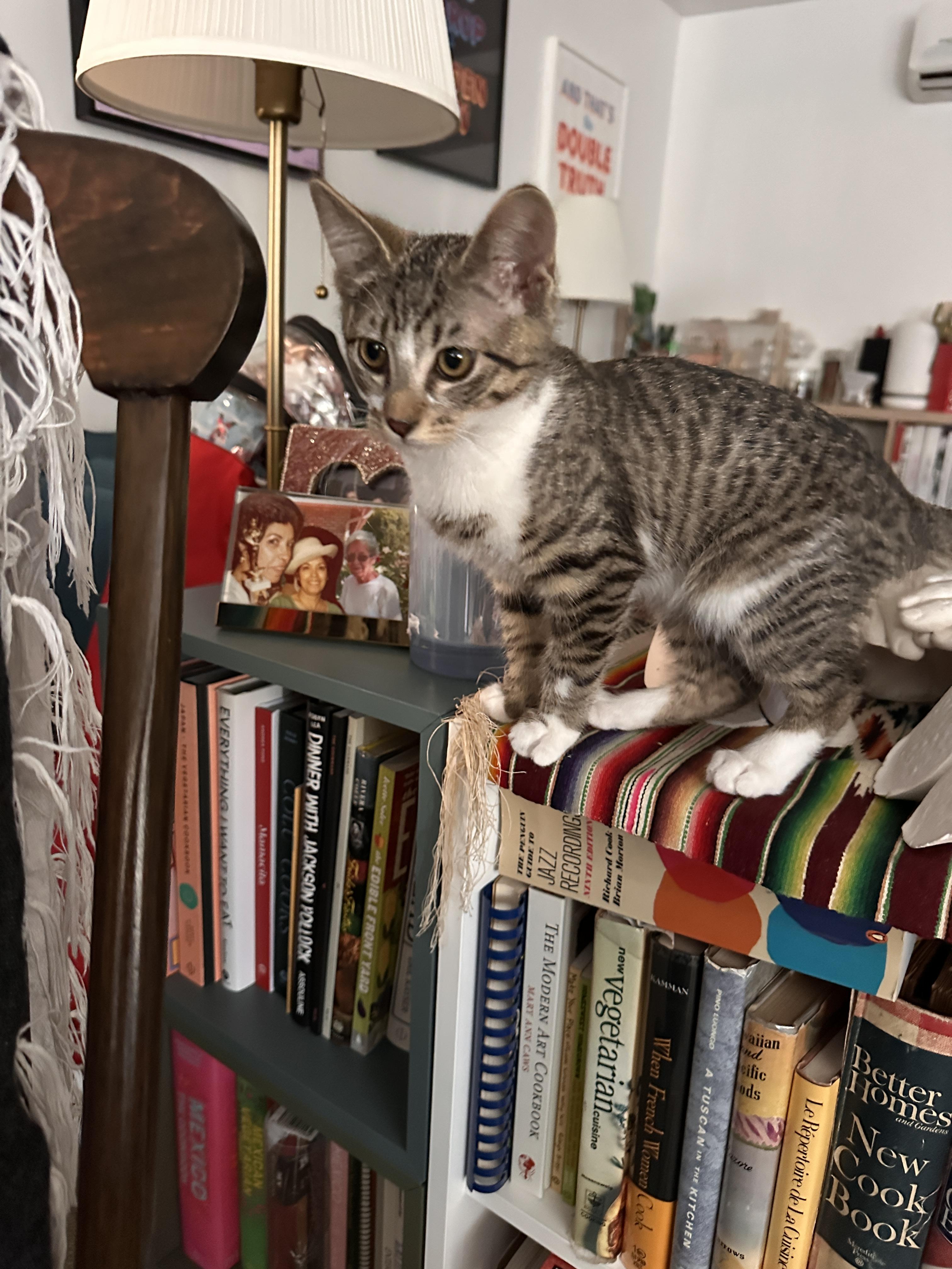 Enlarge Hunter, a Adopted Domestic Short Hair in South Pasadena, CA image 1/1