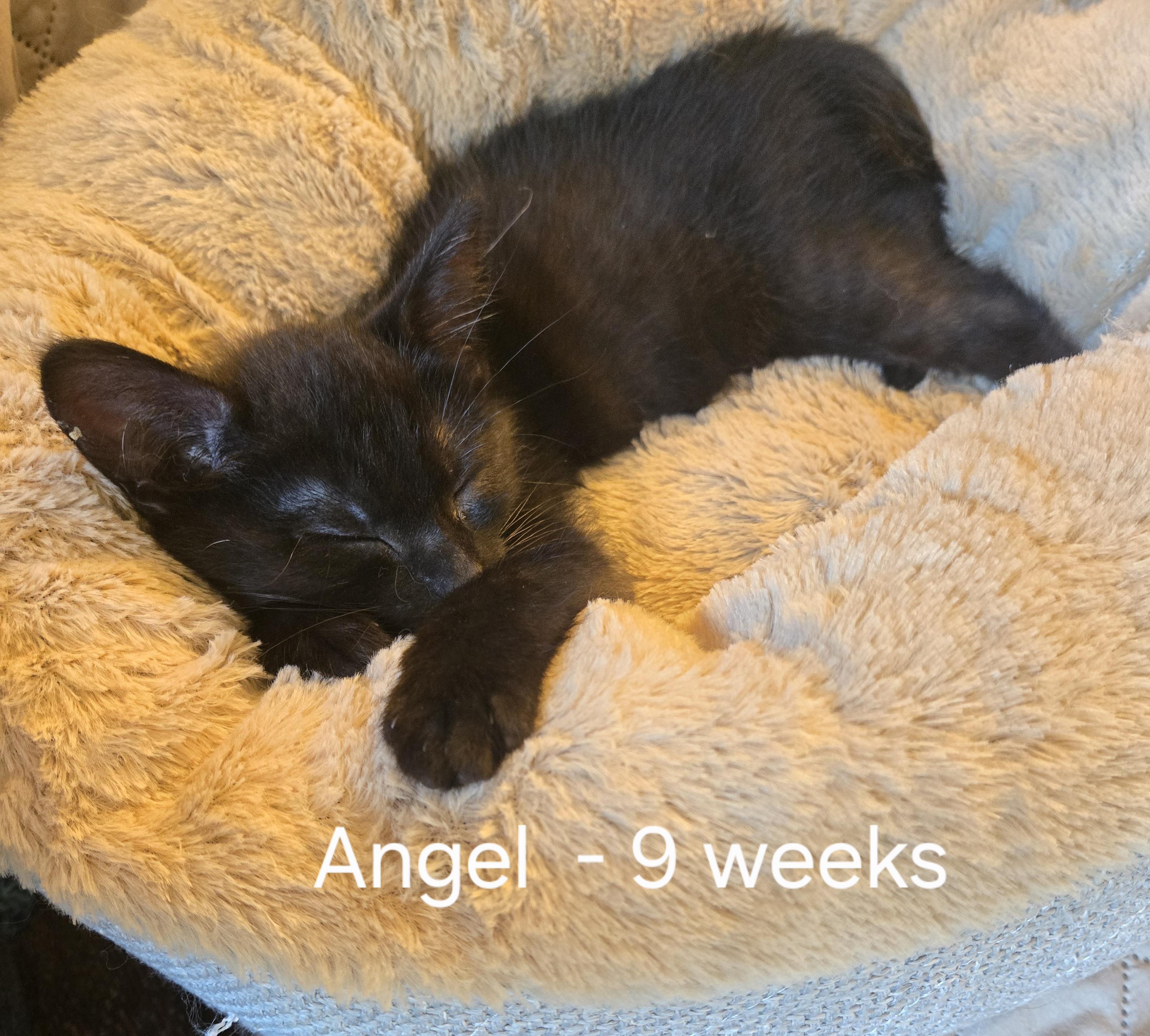 Enlarge Angel, a Adoptable mixed breed in Oshawa, ON image 2/3