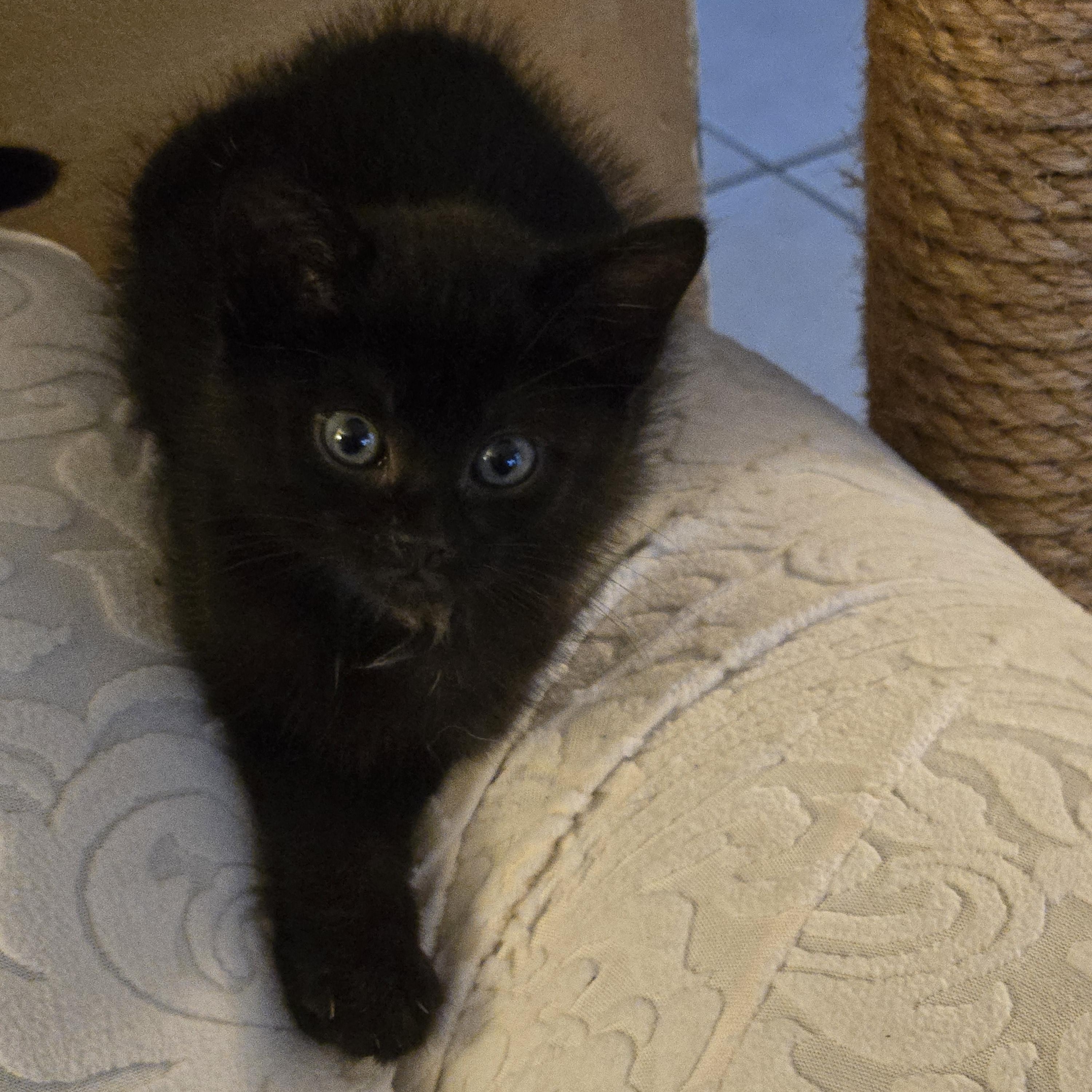 Enlarge Angel, a Adoptable mixed breed in Oshawa, ON image 1/3