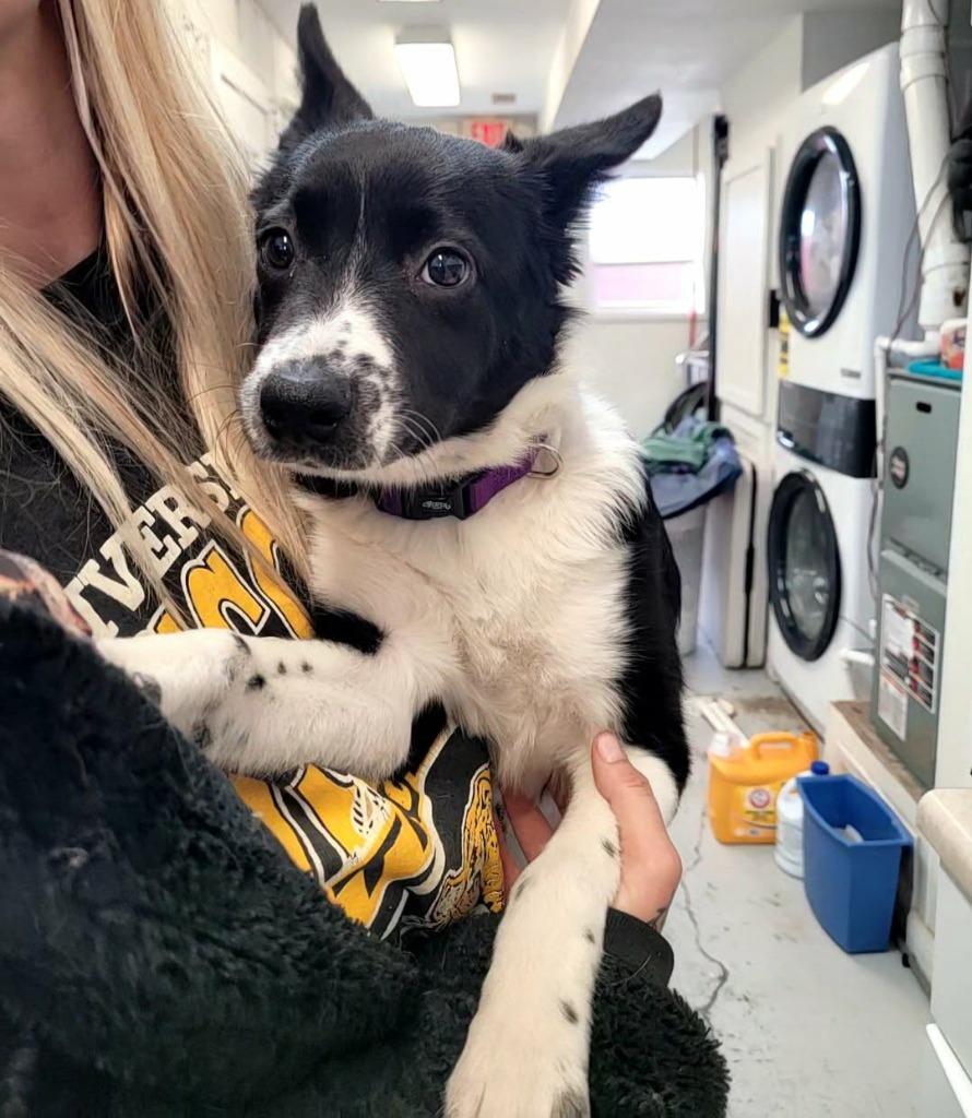 Natasha, Adopted, Puppy Female Border Collie.