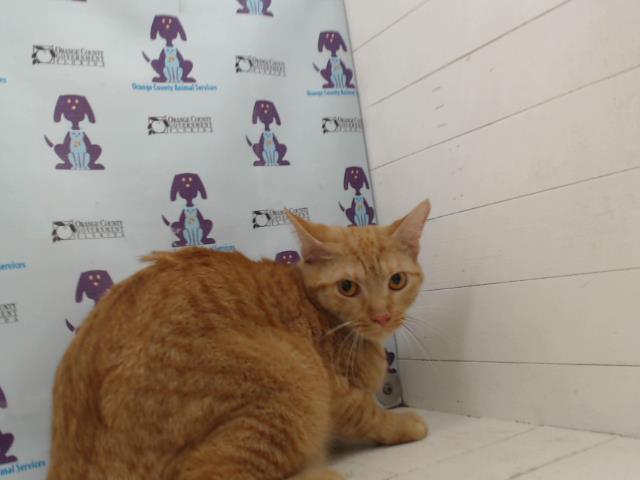 Enlarge FETTUCHINI, a Adoptable Domestic Short Hair in Orlando, FL image 1/1