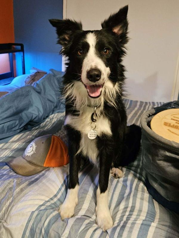 Tymber, Adopted, Young Male Border Collie.