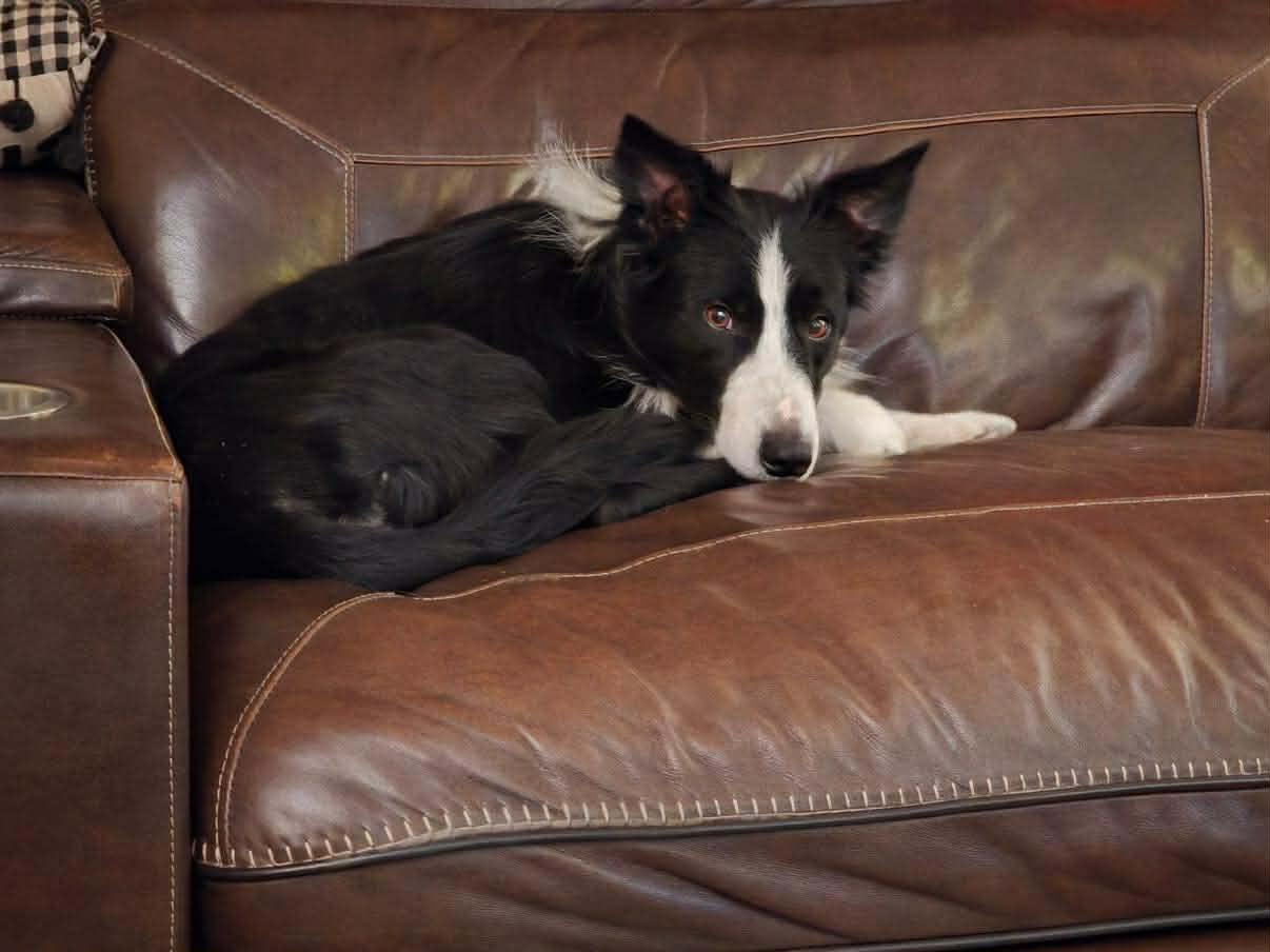Tymber, a Adoptable Border Collie in Mount Clemens, MI image 1/3
