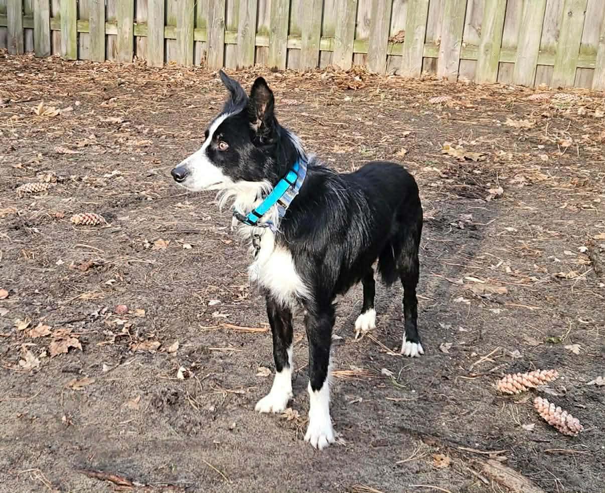 Tymber, a Adoptable Border Collie in Mount Clemens, MI image 2/3