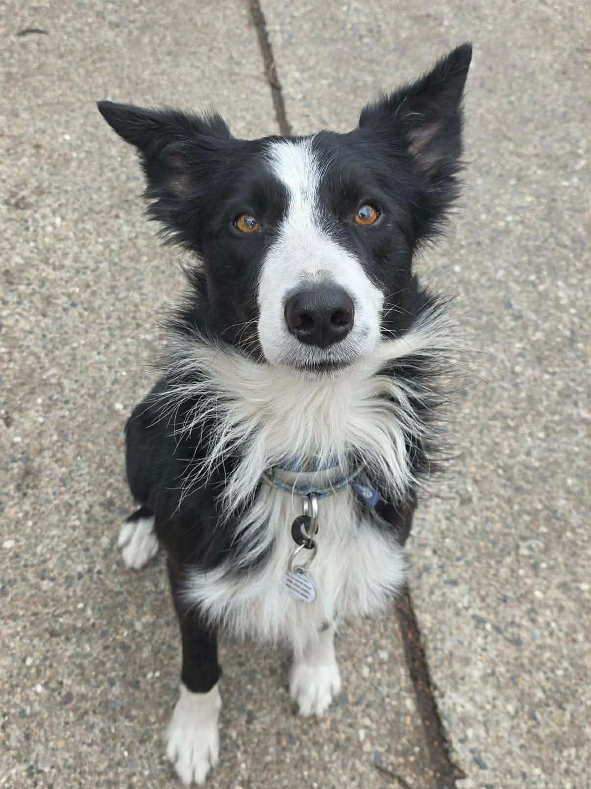 Tymber, a Adoptable Border Collie in Mount Clemens, MI image 3/3