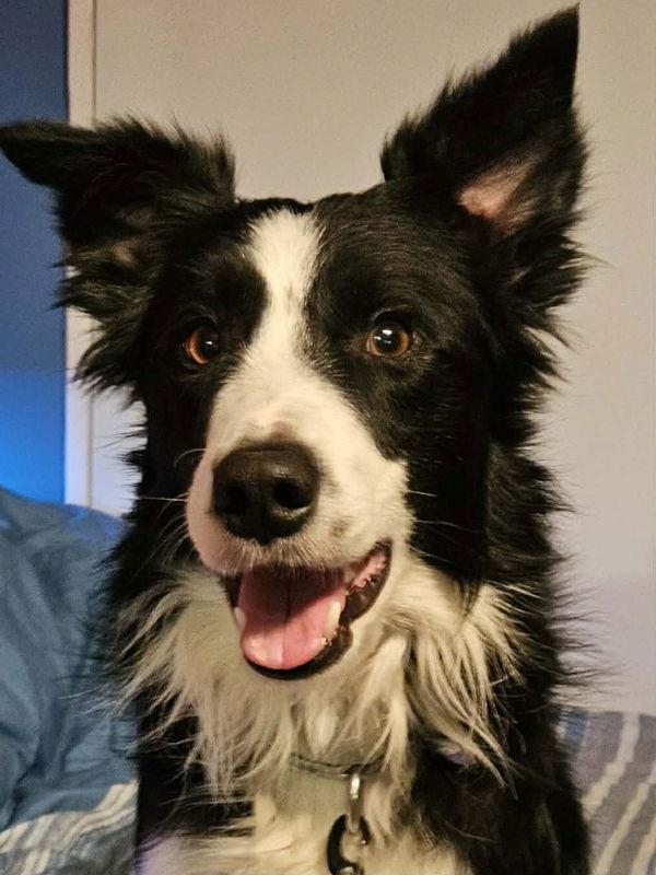 Tymber, a Adopted Border Collie in Mount Clemens, MI image 3/3