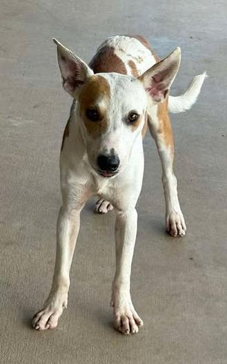 Red bull, Adoptable, Adult Male Terrier & Mixed Breed.