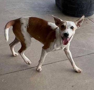 Red bull, a Adoptable mixed breed in Lampasas, TX image 2/2