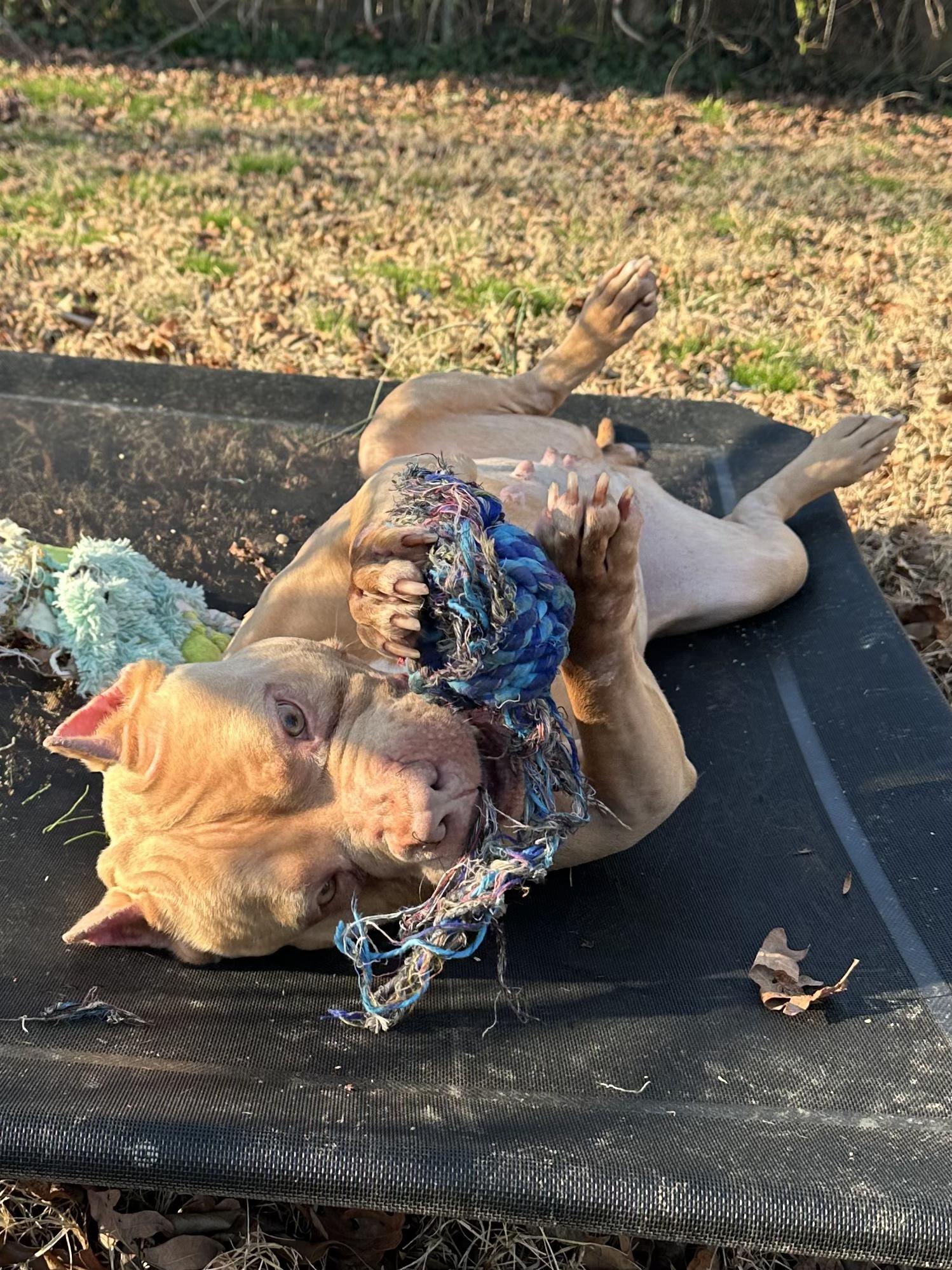 Enlarge Posey, an adopted American Bully in Petersburg, VA image 4/6