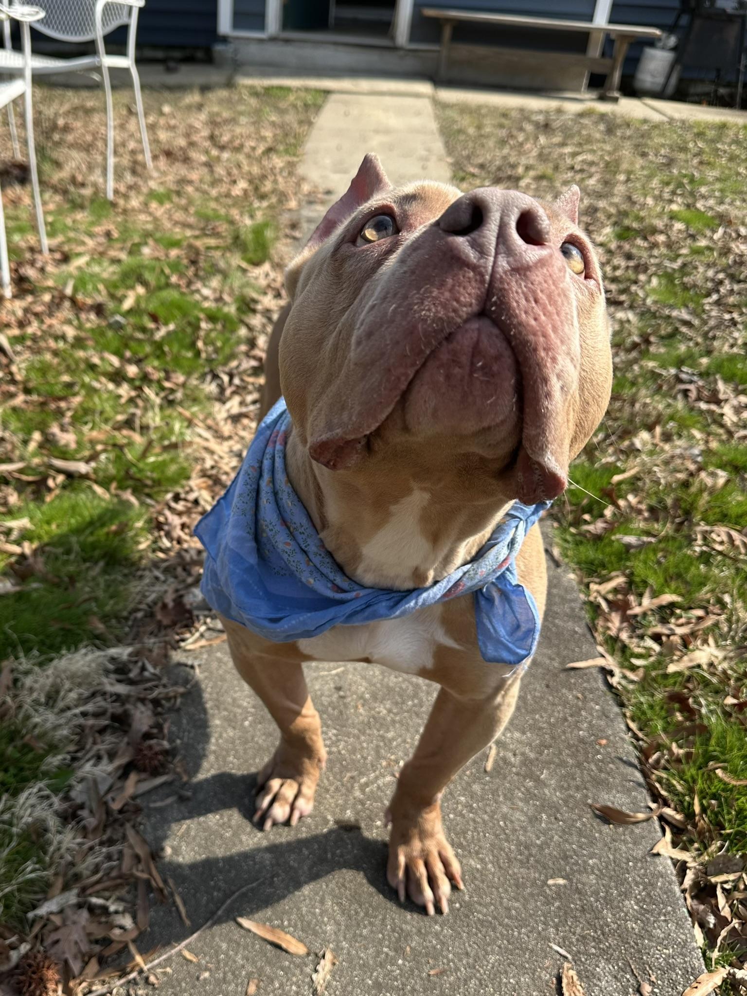 Enlarge Posey, an adopted American Bully in Petersburg, VA image 6/6