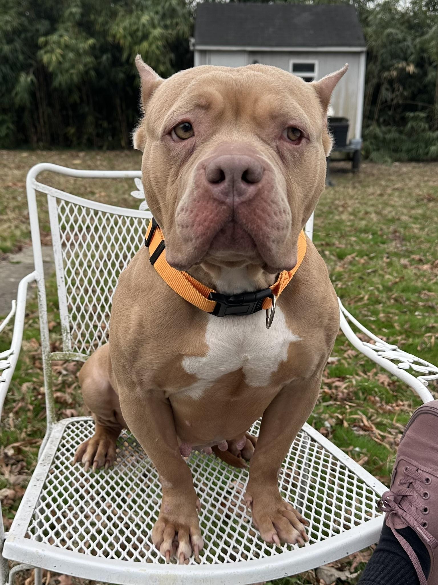 Posey, adopted, Young Female American Bully.
