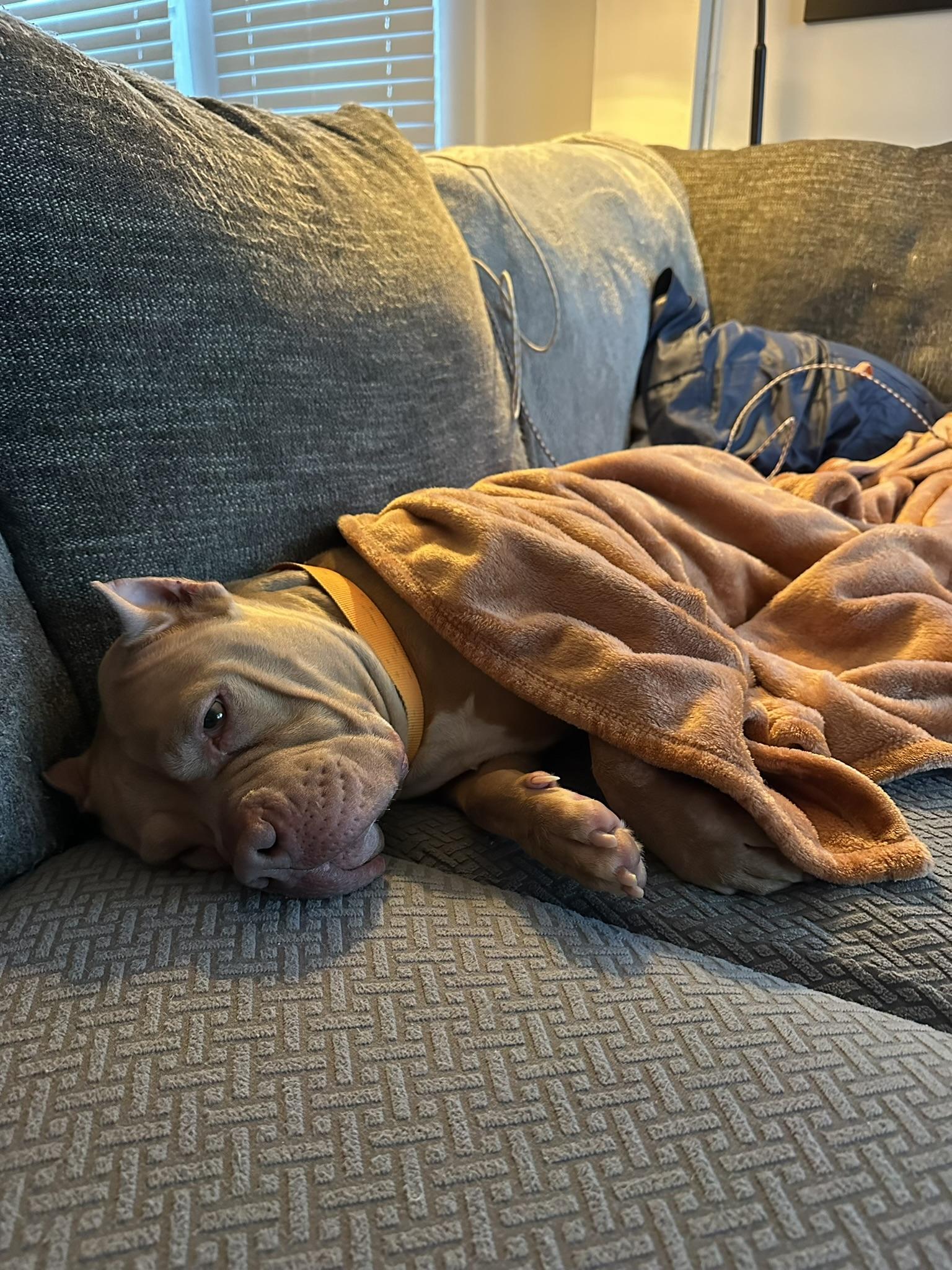 Enlarge Posey, an adopted American Bully in Petersburg, VA image 2/6