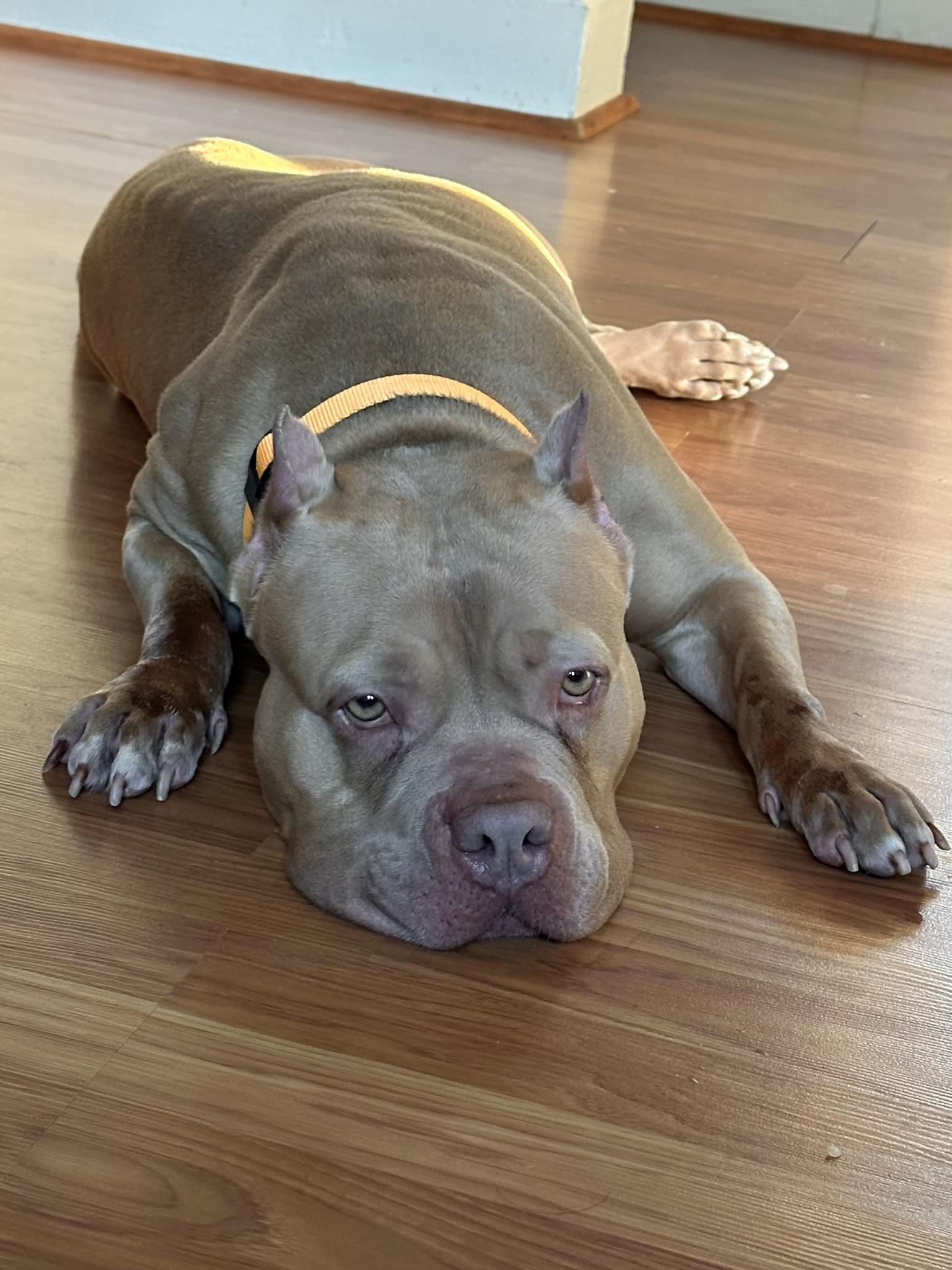 Enlarge Posey, an adopted American Bully in Petersburg, VA image 3/6