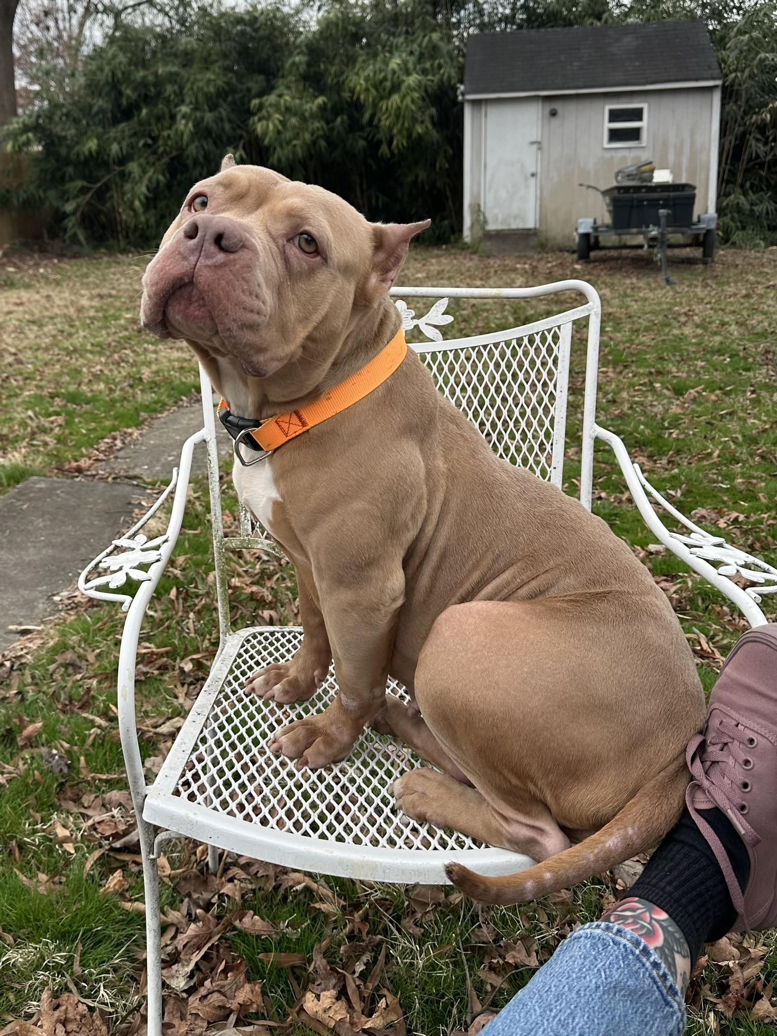 Enlarge Posey, an adopted American Bully in Petersburg, VA image 5/6