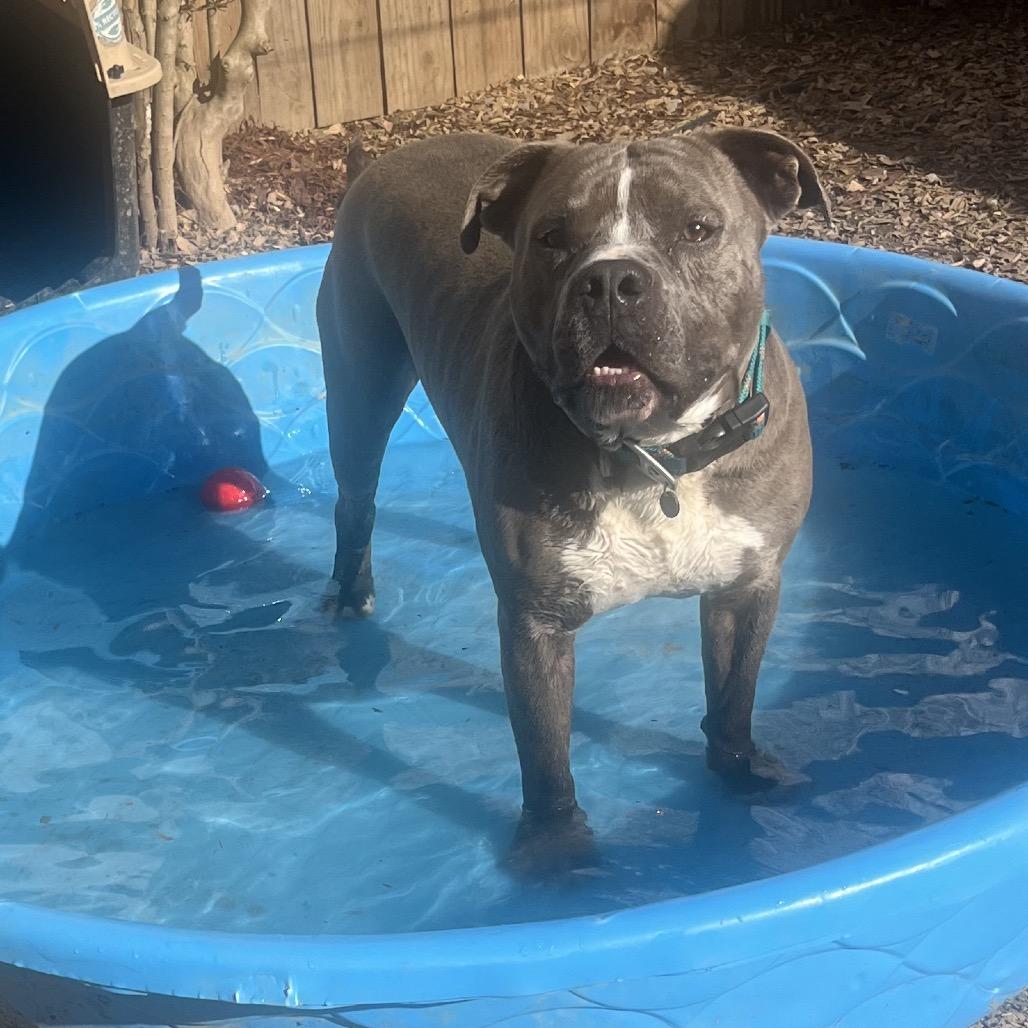 DJ (Adoption Fee SPONSORED!!!), a Adoptable Mixed Breed in Alabaster, AL image 1/6