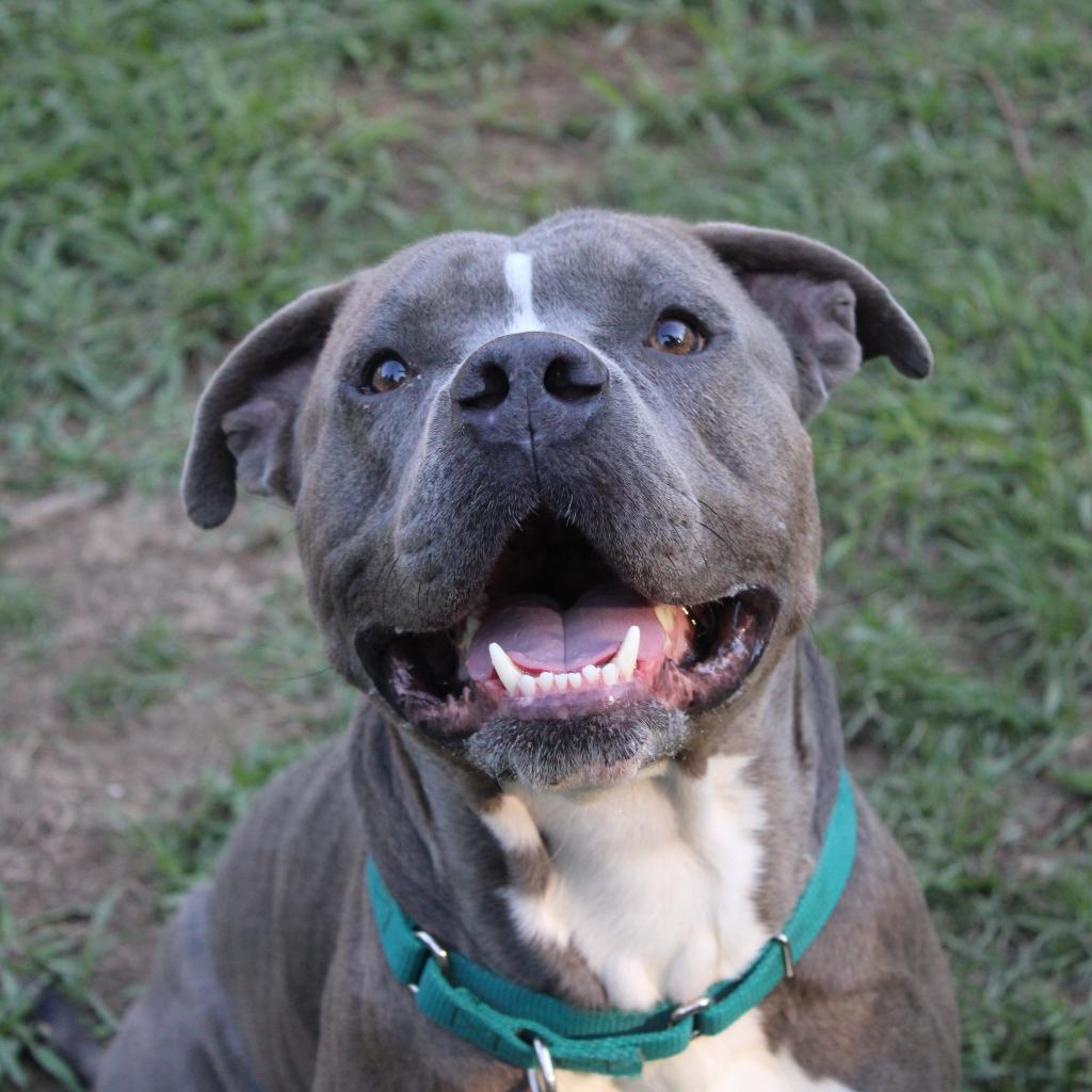 DJ (Adoption Fee SPONSORED!!!), Adoptable, Adult Male Mixed Breed.