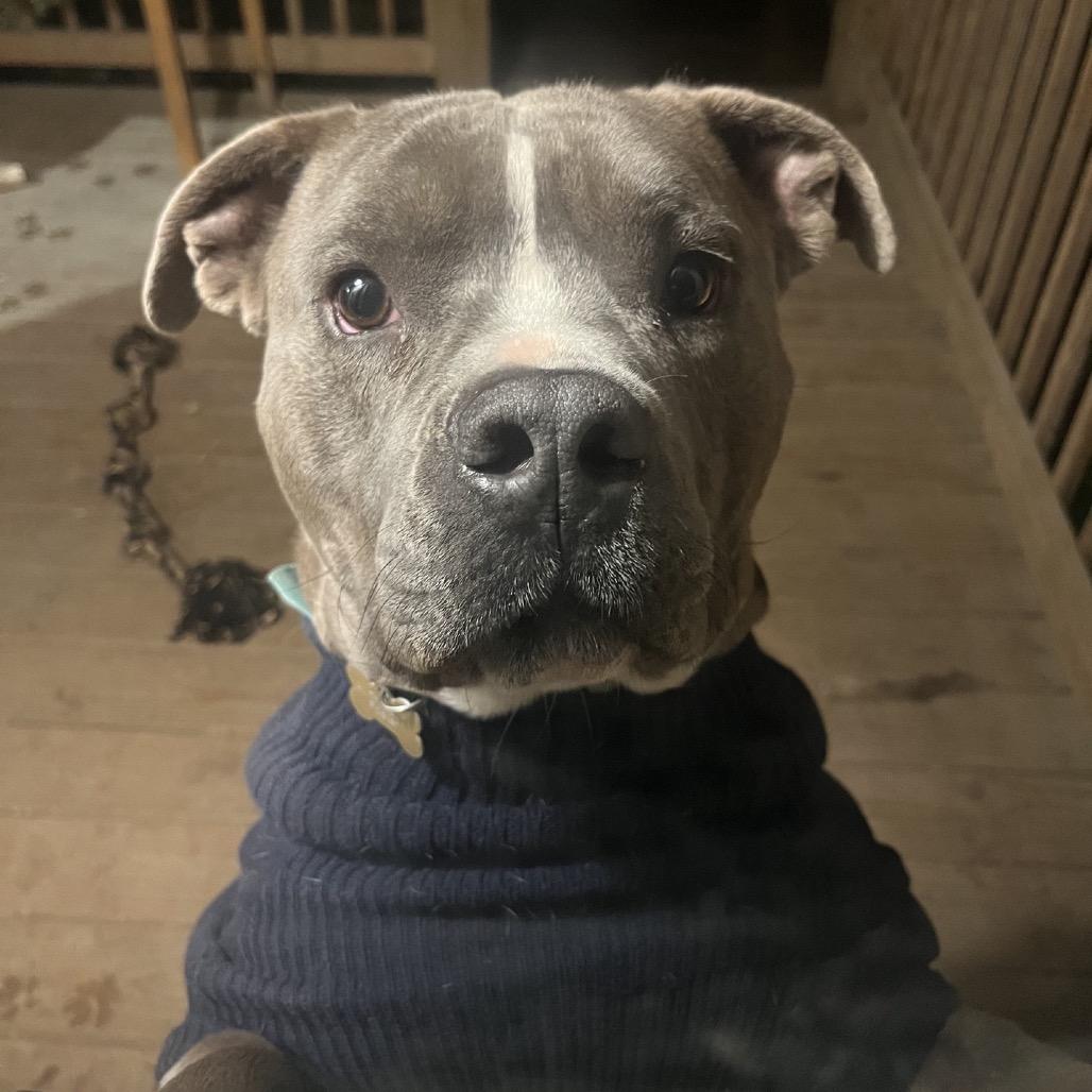 Enlarge DJ (Adoption Fee SPONSORED!!!), a Adoptable Mixed Breed in Alabaster, AL image 2/6