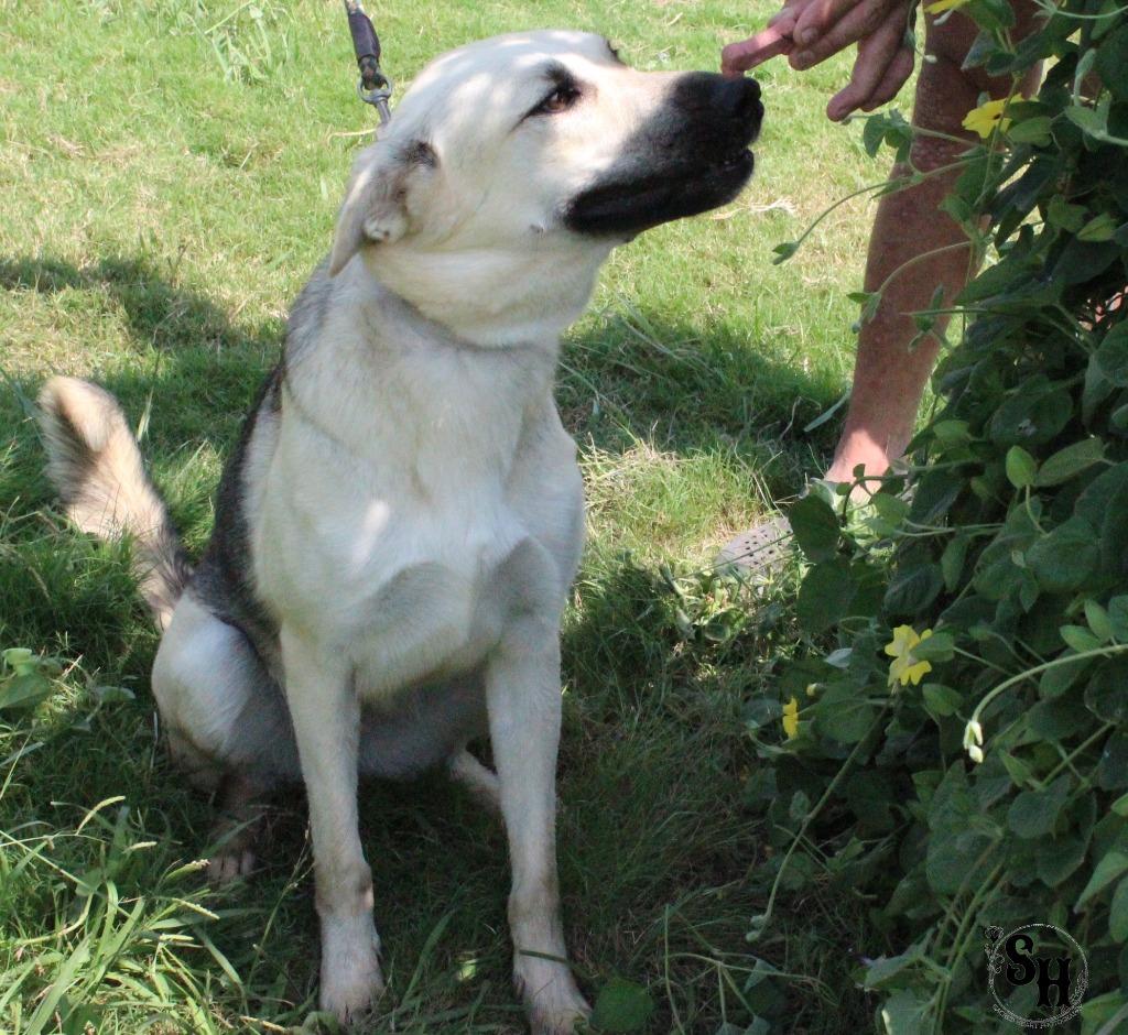 Enlarge Wasabi, a Adoptable German Shepherd Dog in Kemp, TX image 1/5