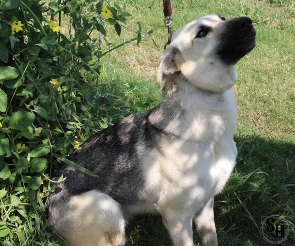 Enlarge Wasabi, a Adoptable German Shepherd Dog in Kemp, TX image 2/5