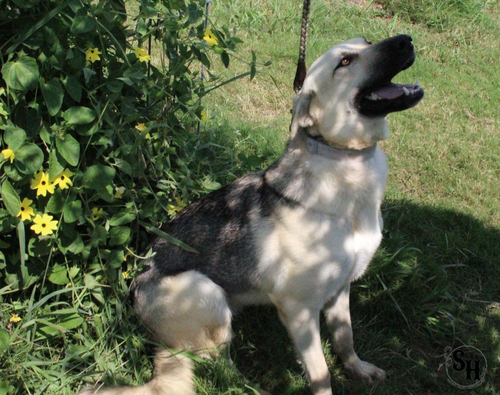 Enlarge Wasabi, a Adoptable German Shepherd Dog in Kemp, TX image 3/5