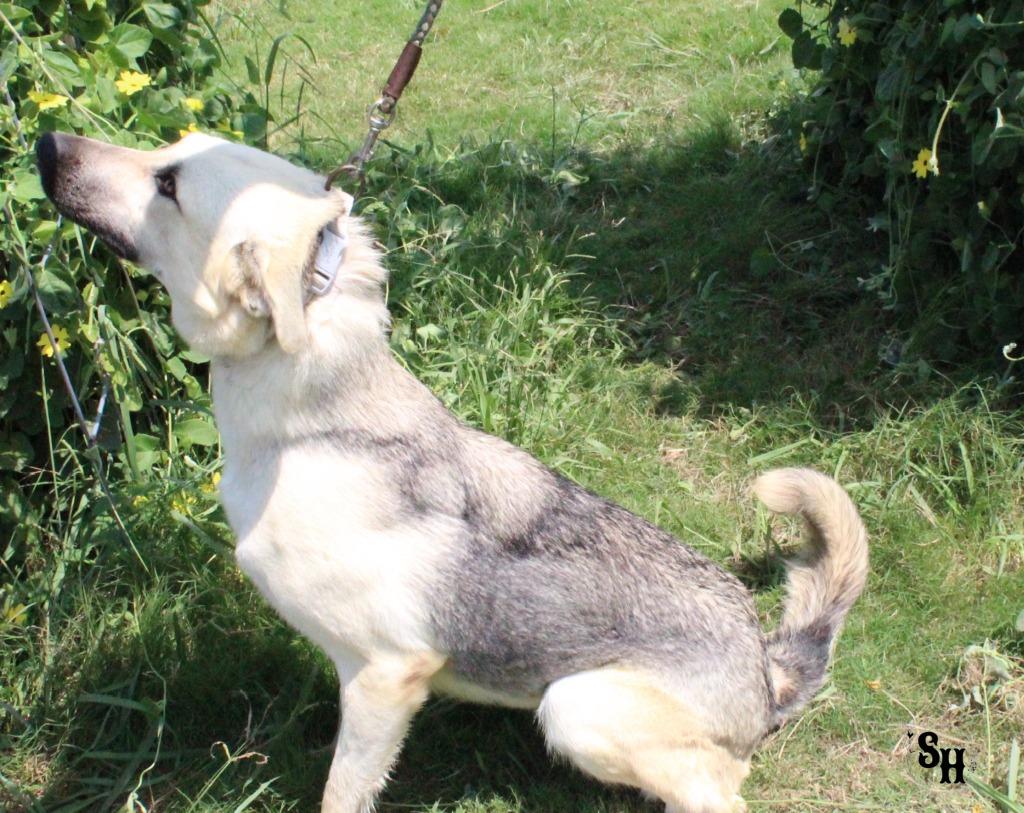 Enlarge Wasabi, a Adoptable German Shepherd Dog in Kemp, TX image 4/5