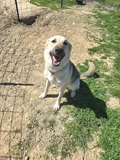 Enlarge Wasabi, a Adoptable German Shepherd Dog in Kemp, TX image 5/5