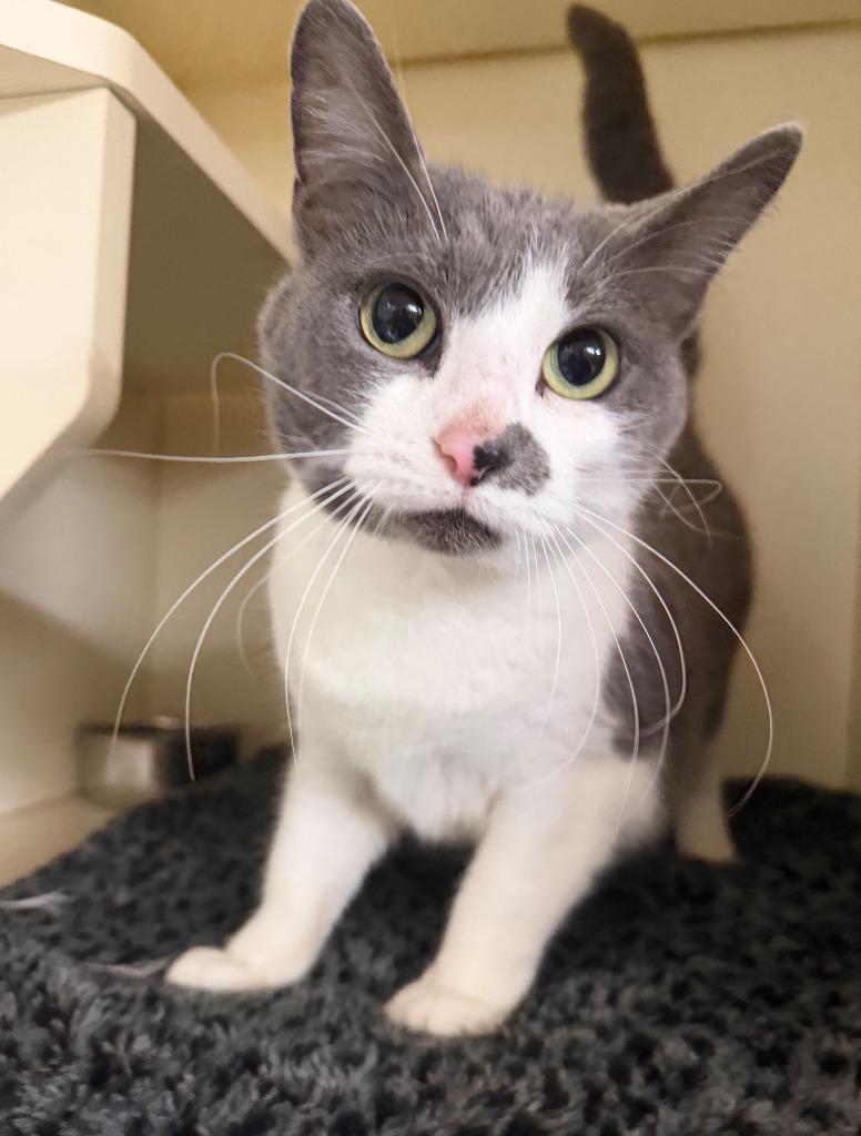 Enlarge MISSY, a Adoptable mixed breed in Hastings, MI image 1/1