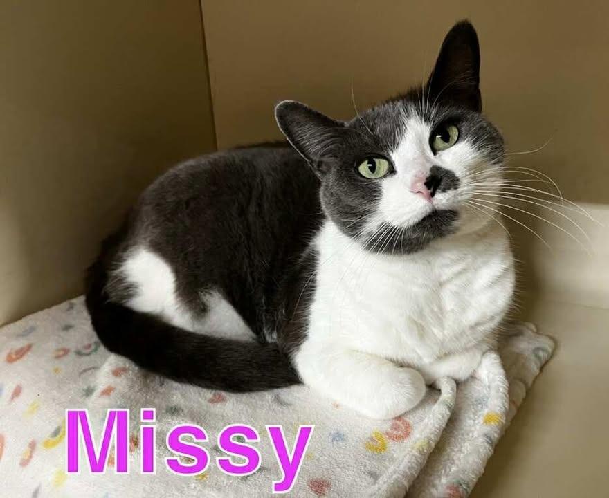 MISSY, a Adoptable mixed breed in Hastings, MI image 2/2