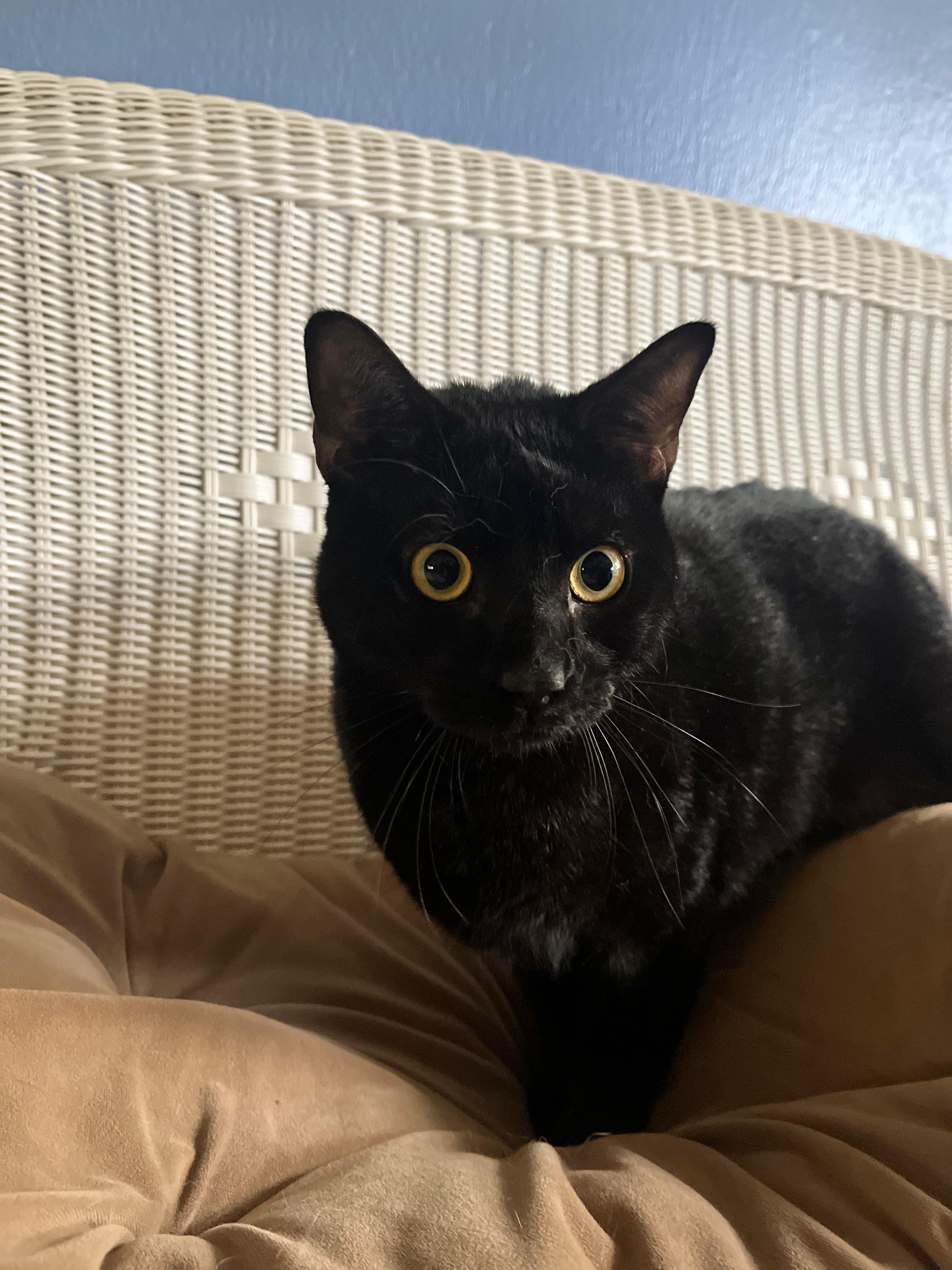 Bruno, ADOPTABLE, Young Male Bombay & Domestic Short Hair.
