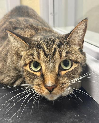 Cutie, Adoptable, Adult Male Domestic Short Hair & Domestic Short Hair.
