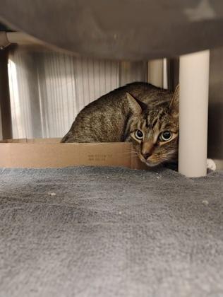 Enlarge Cutie, a Adoptable mixed breed in Fallston, MD image 2/3