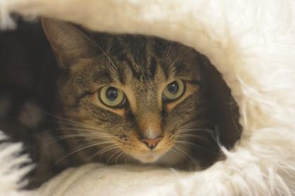 Enlarge Cutie, a Adoptable mixed breed in Fallston, MD image 3/3