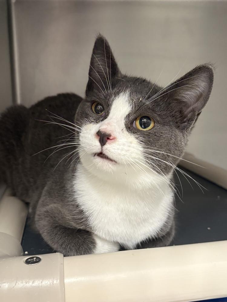 Papa, Adoptable, Kitten Male Domestic Short Hair.