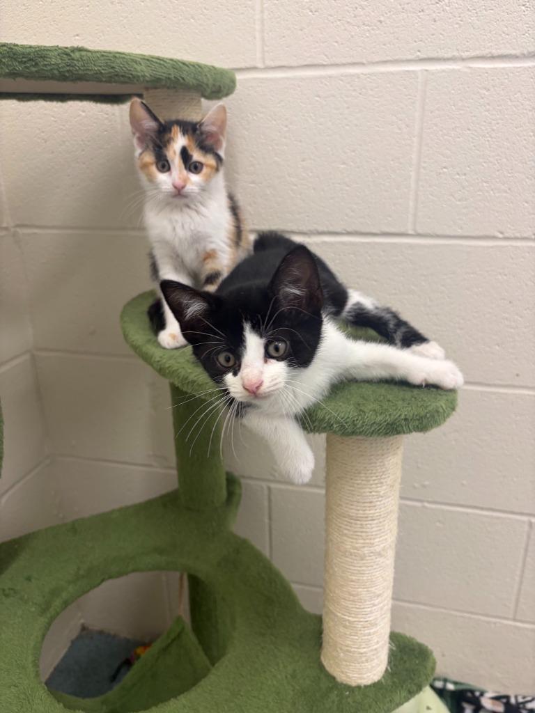 (MO) Autumn, Adoptable, Kitten Female Calico.