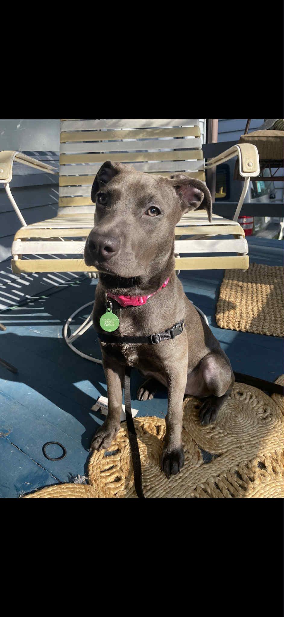 Halo - In Foster photo 2