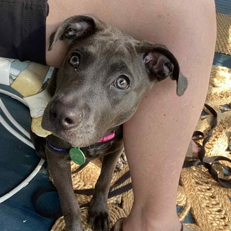 Halo - In Foster, Young Female unknown