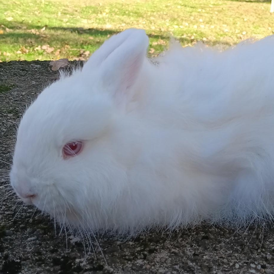 Enlarge Asti & Rosé, a Adoptable Jersey Wooly in Andover, CT image 5/5
