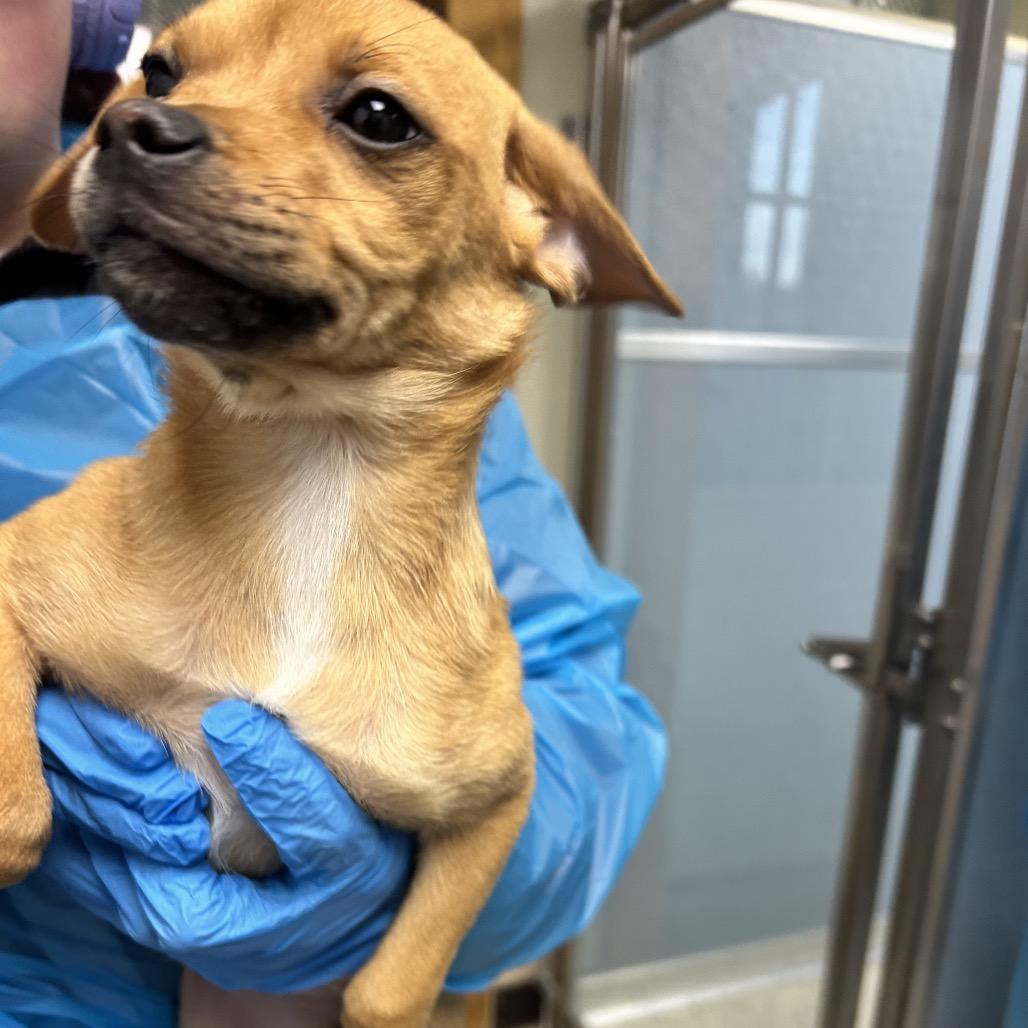 Sparrow, Adoptable, Puppy Female Beagle & Black Labrador Retriever.