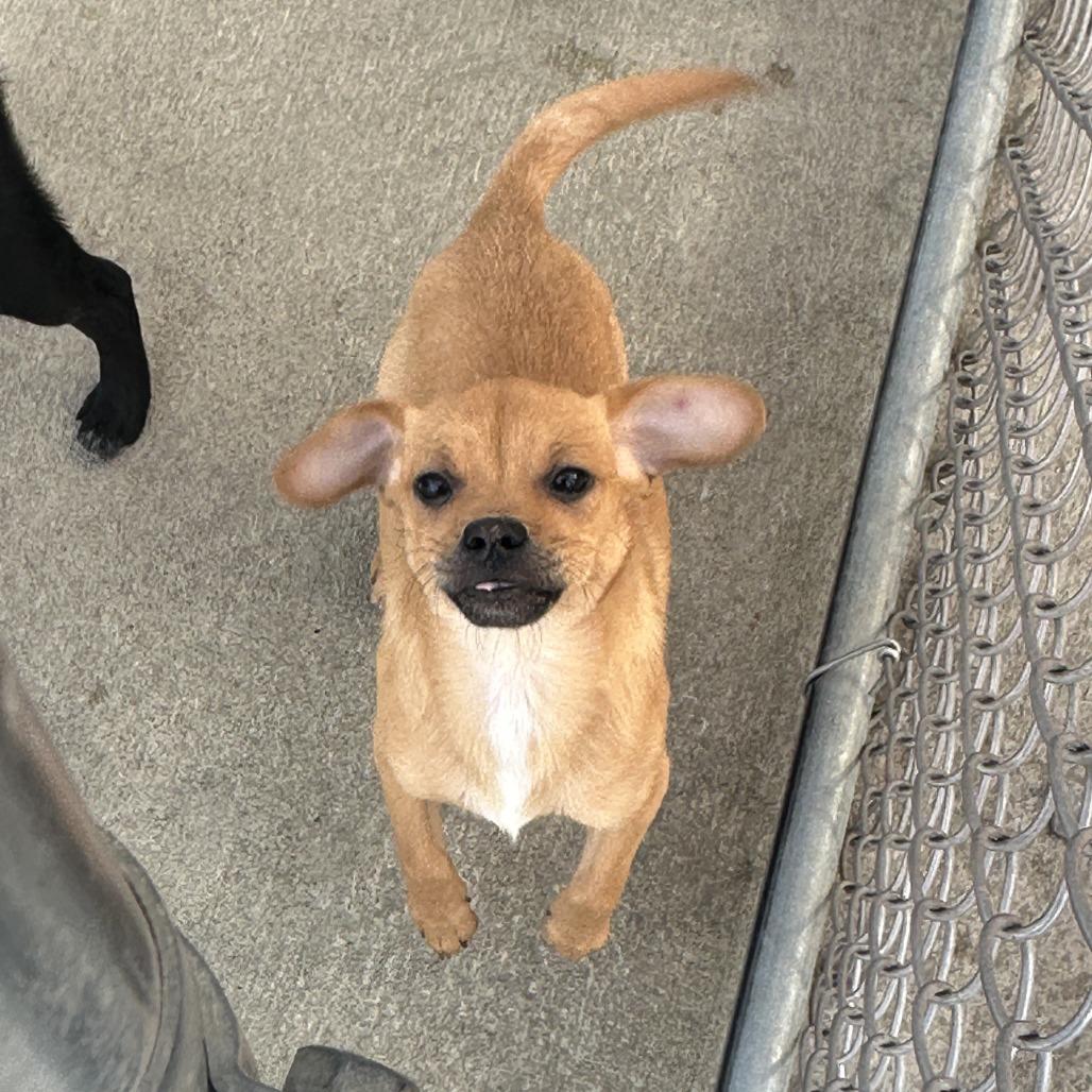Enlarge Sparrow, a Adoptable mixed breed in Uniontown, PA image 2/3