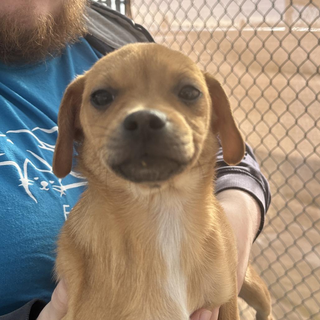 Enlarge Sparrow, a Adoptable mixed breed in Uniontown, PA image 3/3