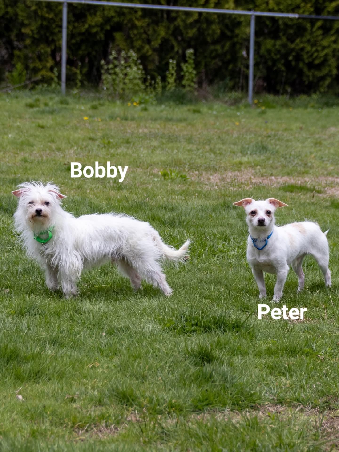 BOBBY Brady Bunch, a Adoptable mixed breed in Terryville, CT image 1/4