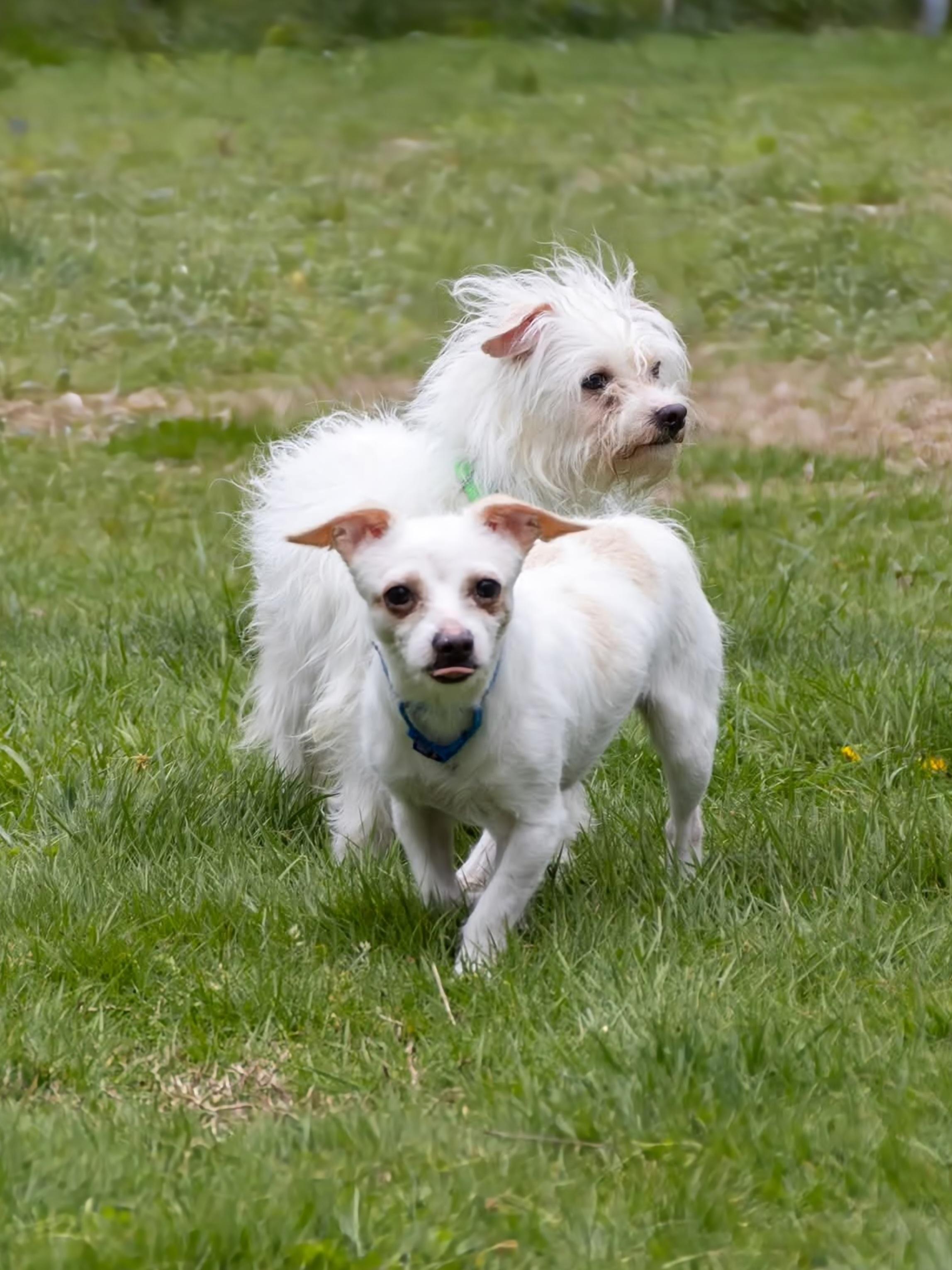 BOBBY Brady Bunch, a Adoptable mixed breed in Terryville, CT image 2/4