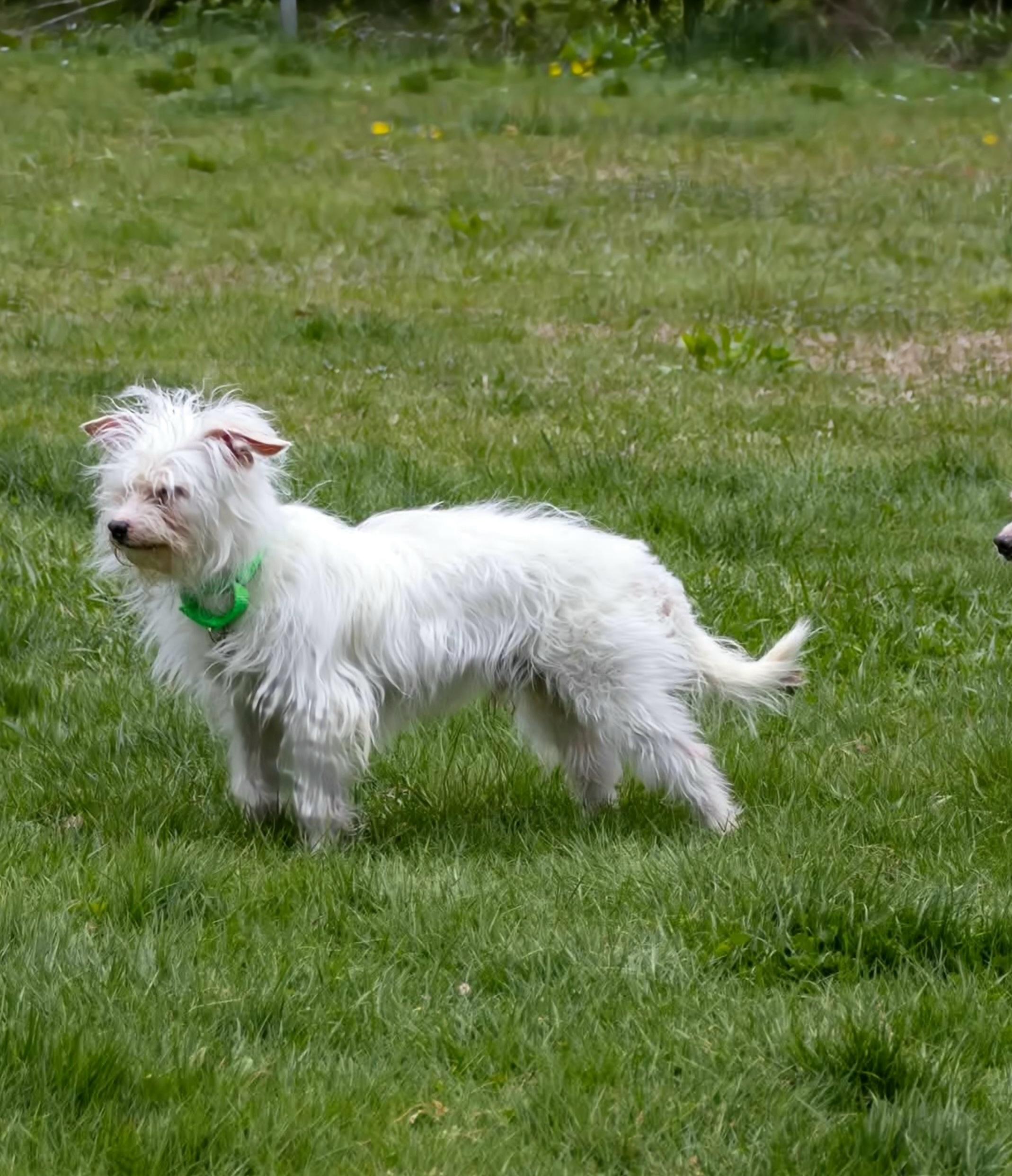 BOBBY Brady Bunch, a Adoptable mixed breed in Terryville, CT image 3/4