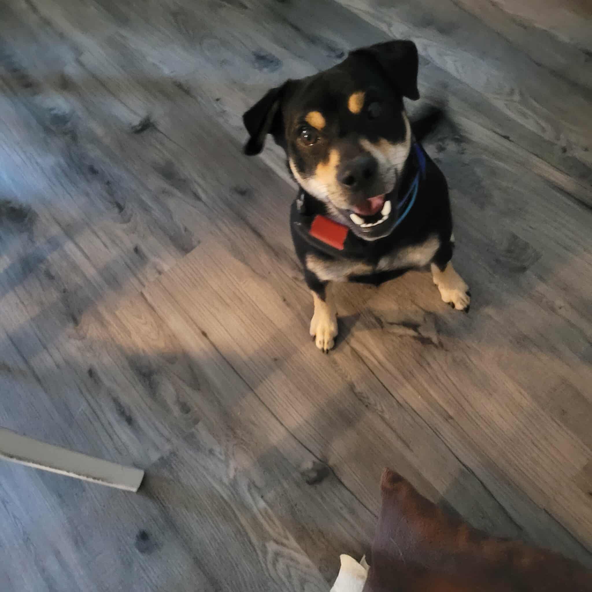 Enlarge Buddy, a Adopted Chihuahua in Gainesboro, TN image 1/2