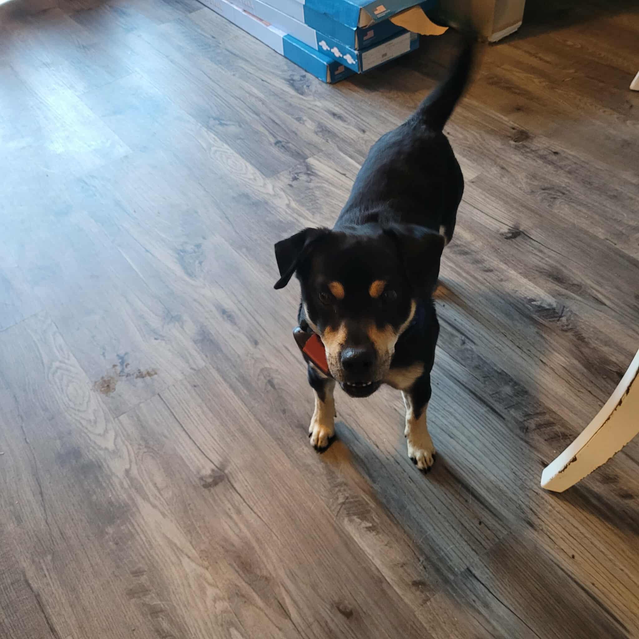 Enlarge Buddy, a Adopted Chihuahua in Gainesboro, TN image 2/2