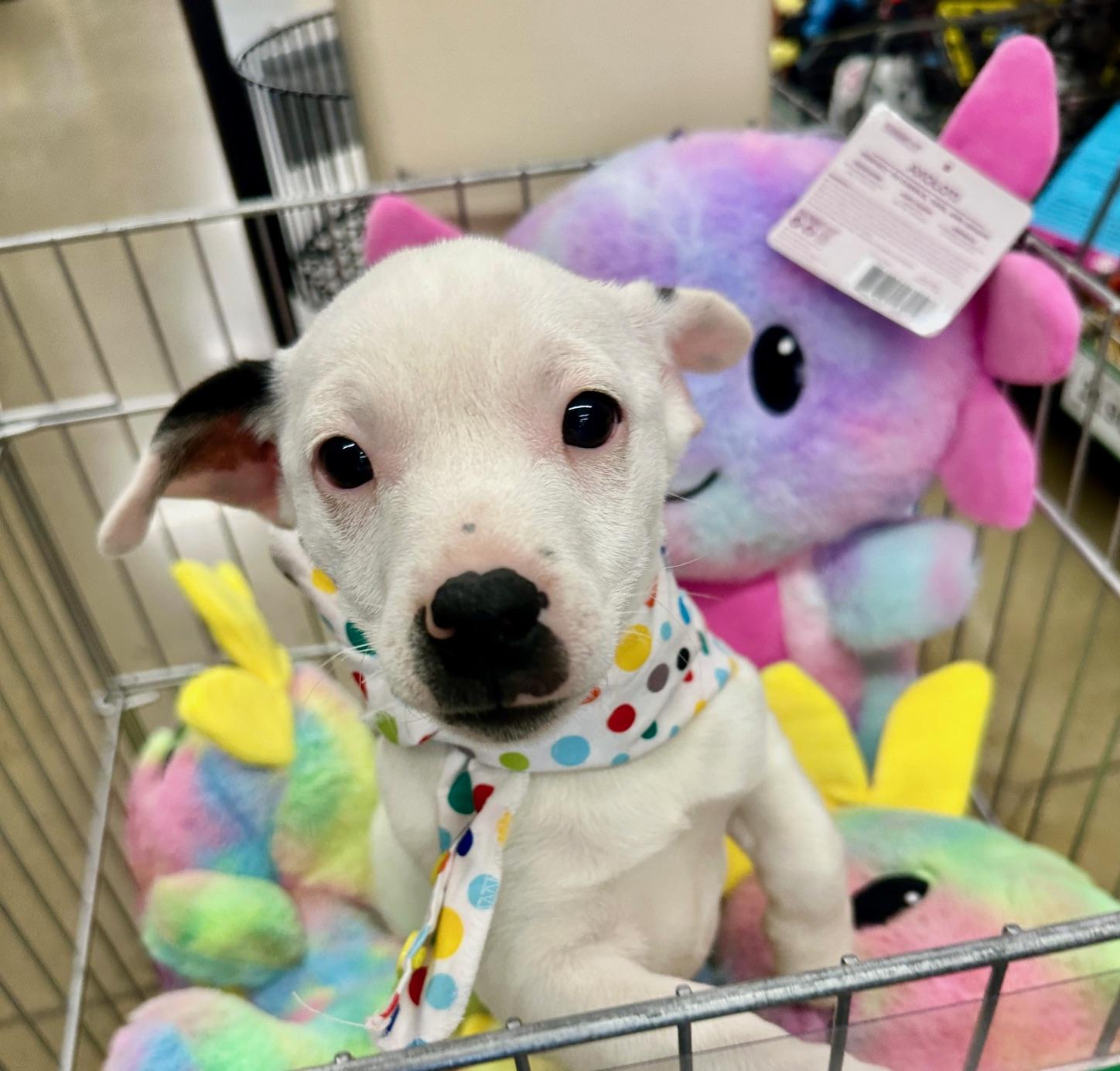 Enlarge Snowball, a ADOPTABLE mixed breed in Gallatin, TN image 1/4