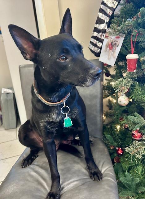 Enlarge Snowball, a ADOPTABLE mixed breed in Gallatin, TN image 4/4